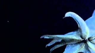 Elusive winged octopus first caught on camera [upl. by Nesnaj]