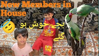 New Member in The House  Bache B Khush Ho Gae  Raw Parrots Ko Dekh K [upl. by Rives71]