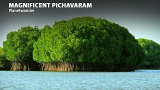 Pichavaram  Mangrove forest in Tamilnadu  Planetwander [upl. by Atteuqcaj]