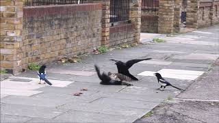 Sparrowhawk attacks jackdaw then gets mobbed [upl. by Nwahsak]