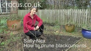 How To Prune blackcurrants [upl. by Maharva]