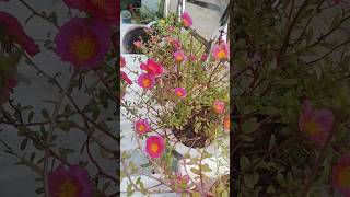 How to grow and care portulaca or moss rosemosrosegardeningportulakagardenshortsytshortsviral [upl. by Atteram]