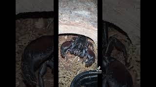 Introducing Tank our male Heterometrus spinifer scorpion nature animals [upl. by Naloc]