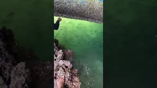 Penampakan ribuan ikan di pinggiran mantap mancing fishing mancingmania [upl. by Jacobah]