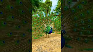 beautiful Peacock Opening Its Feathers shorts viral peacock [upl. by Price652]