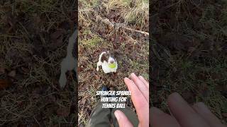 Springer Spaniel puppy hunting for a tennis ball Gundog Training puppy [upl. by Ellehcrad]