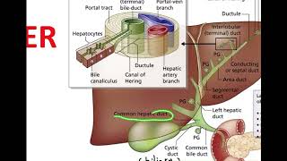 Biochemistry liver function Bilirubinurobilinogen and jaundice part 2 [upl. by Markland]