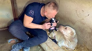 Rescued Abandoned Mama Dog Raising Puppies in the Bushes [upl. by Ticon]