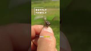 Horses Are Being Eaten Alive By These Flies 😱 shorts botfly [upl. by Plumbo469]