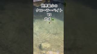 世界最小のクローラーベイトで釣りに挑む！ shorts fishing 釣り トップウォーター チャビング 珍妙釣り具工房おうち [upl. by Aneelak]