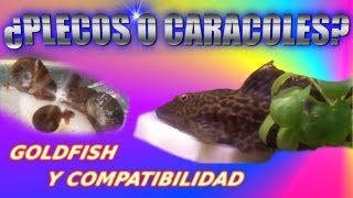 GOLDFISH Y COMPATIBILIDAD  PLECO O CARACOLES  DIARIO DE UN ACUARIO [upl. by Sandstrom]