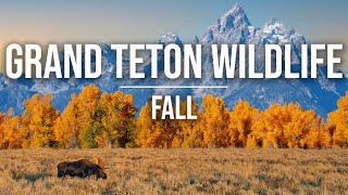 Fall Wildlife in Grand Teton  Moose Elk Rut Foliage Delta Lake amp More 4K [upl. by Shadow]