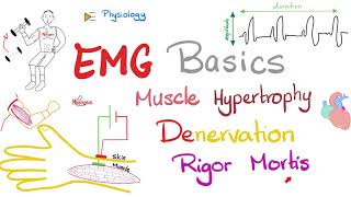 Electromyography EMG Basics Muscle Hypertrophy Denervation Rigor Mortis  Muscle Physiology [upl. by Keheley]