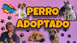 Pautas para el perro adoptado [upl. by Ordway]