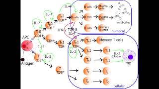 Helper T Cell  Th1 Cell amp Th2 Cell [upl. by Bordy]