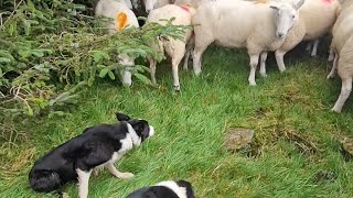 Gathering flock of Cheviot sheep off the Glens of Antrim with my sheepdogs Murray amp Nan [upl. by Von599]