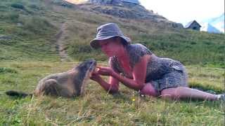 rencontre magique avec une marmotte [upl. by Schuster935]