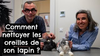 Comment nettoyer les oreilles de son lapin  🐰 [upl. by Attekal926]