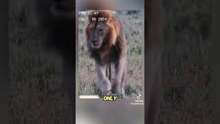 The lion king was attacked by a black mamba wildanimalsanimals foryou [upl. by Yahsal]