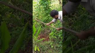 Harvesting Turmeric The Process of Removing Roots 🌾🌿 [upl. by Lucias772]