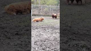 highland cattle in hot sun cow animal animals toronto trending viral shortsviral vlog [upl. by Judas]