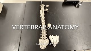 Vertebrae Anatomy [upl. by Shafer782]