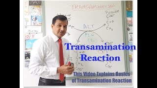 Transamination Reaction [upl. by Eirehc]