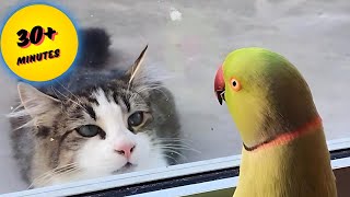 Top 101 Hilarious Cat and Dog Moments That Will Make You Laugh Out Loud [upl. by Demetri]