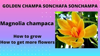 How to get more flowers on Golden Champa Son Champa Son Chafa Magnolia champaca fragrant flowers [upl. by Neelloj]