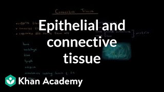 Epithelial and connective tissue  Cells  MCAT  Khan Academy [upl. by Charlena]