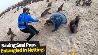 Kayakers help save seal pups entangled in netting [upl. by Avihs]