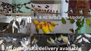 New Birds Stock amp Price Update  Bengali Finch bird  Gouldian finch  Cocktail [upl. by Lednek909]