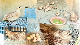 Mashallah Visit Irani Teetar Breeding Setup Chicks Or Eggs Aa GayTeetar Framing Grey Francolins [upl. by Goodyear]