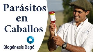 ¿Cómo desparasitar caballos  Biogénesis Bagó [upl. by Naima]