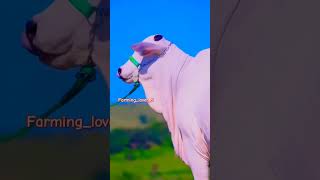 Cows 💖 cow agriculture farmerslife cowfarm animals farming comedy shorts viralvideo music [upl. by Jobye551]