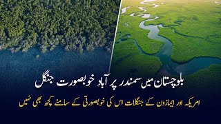 Mangroves Forest Over Forest of Balochistan  Beautiful Sceneries and Journey  Documentary [upl. by Venterea]