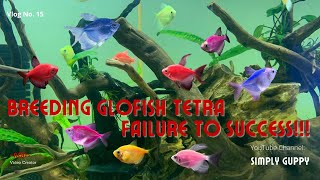 Glofish Tetra Breeding  Vlog 15 [upl. by Trainer296]