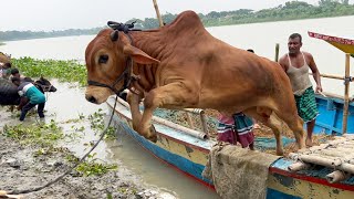 cow unloading cow videos cow video big cow goru hamba cow Ep  453 [upl. by Oza]