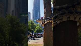 In the Middle of the City Python Snake Wrapped Around a Tree shorts youtubeshorts [upl. by Acsehcnarf]