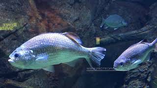 Jungle Perch  Kuhlia rupestris  Australian Freshwater Fish [upl. by Petras]