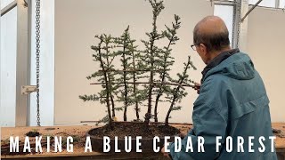 Making a Blue Cedar Forest [upl. by Mcnamee644]