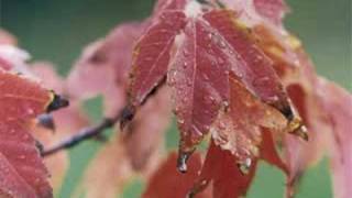 Newfoundland Autumn by The Sharecroppers [upl. by Goat]