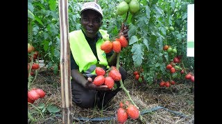 What you need to know about variety tomato of Tylka F1 [upl. by Oz]