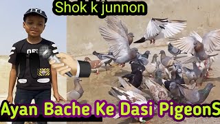 Ayan Bache ke Dasi PigeonS video viralpigeonvideo [upl. by Aisylla]