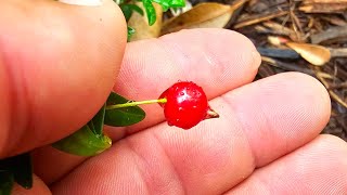 Eugenia ligustrina first fruit and tastefruit rarefruit gardening foodforest [upl. by Joacima611]