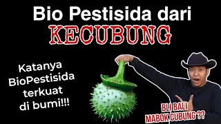 Biopestisida Kecubung Hama jadi M4BOK Begini Penjelasannya [upl. by Nosittam153]