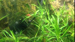 Najas Guadalupensis guppy grass pearling [upl. by Aretha]