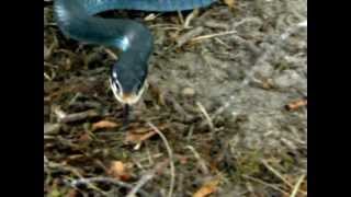 Blue Racer Coluber constrictor foxi in Michigan [upl. by Nisbet]