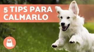 5 Maneras de RELAJAR a un PERRO NERVIOSO 🐶✅ [upl. by Ahsika]