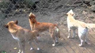 Dingos Howling [upl. by Chatterjee]